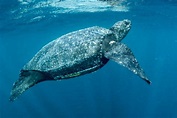 Leatherback Turtle - Fitzroy Basin Association