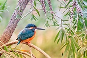 +60 Curiosidades sobre los Pájaros ¡Increíbles datos curiosos!