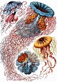 El Arte y la Ciencia de Ernst Haeckel - Tercera Vía
