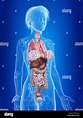 3D-Darstellung der inneren Organe einer Frau Stockfotografie - Alamy