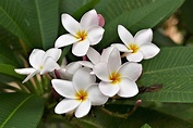 8 typische Blumen auf Hawaii