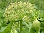 Angelica - Burn the powdered root when you want to invoke angels ...