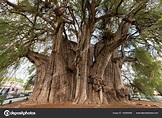 Tree of Tule in Mexico — Stock Photo © jkraft5 #166980890