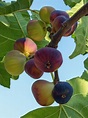 Fig Tree Varieties - How Many Types Of Fig Trees Are There