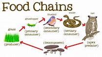 Food chain, trophic levels and flow of energy in ecosystem