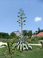 Tökéletesen időzítette élete egyetlen virágzását a keszthelyi agavé | nlc