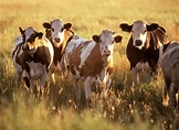 File:Cattle (1).jpg - Wikimedia Commons