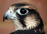 File:Saker Falcon profile shot.jpg