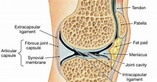 Diagnosing And Treating Hoffa's Syndrome | Sydney Physio Clinic