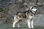 西伯利亚雪橇犬图册_360百科