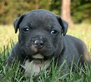 Download Adorable Black Pitbull Puppy with Heart-Melting Gaze Wallpaper ...