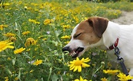 Is honeysuckle poisonous to dogs: what to do if dog eats honeysuckle ...