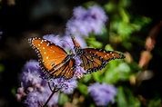 Butterflies Kissing Photograph by Alice Burghart - Pixels