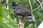 Águila tirana (Spizaetus tyrannus) · iNaturalist Mexico