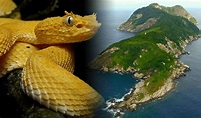 Isla de las Cobras: ¿cómo es el lugar más peligroso del mundo que se ...
