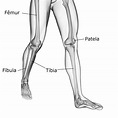 Ossos da perna - nomes dos ossos dos membros inferiores - Anatomia ...