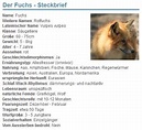 01 Der Fuchs - Steckbrief - Haustiere-Lexikon.com