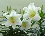 Health And Medicinal Benefits Of White Lily flower - Yabibo