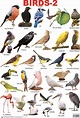Птицы Список Названий С Фото