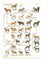 41 Extinct Dog Breeds √ 13 Prehistoric Dog Breeds, 20 Ancient Dog ...