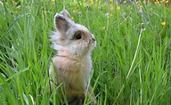 Le lapin a une vision à 360 degrés : vrai ou faux