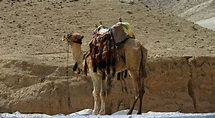 Do camels prove that the Bible is inaccurate? Archaeologists reveal ...