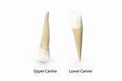 Canine Teeth: Anatomy, Purpose, and Diseases of Cuspids | Dentaleh