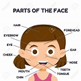 Unit 3 Body Parts Picture (Face) Diagram | Quizlet