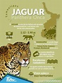 Jaguar | Informacion de animales, Infografia de animales, Animales en ...