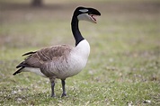 Canadian Killer Goose : r/HybridAnimals