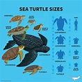Pin by Jessica on Under the Sea | Turtle facts, Save the sea turtles ...