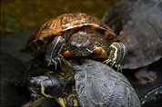 Schildkrötensuppe Foto & Bild | stillleben, food-fotografie, motive ...