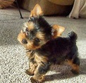Pin by Annie Procise on Puppy/Baby Love | Teacup yorkie puppy ...