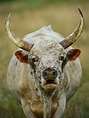 King Bull | Chillingham Wild Cattle | Northumberland