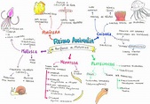 MAPA MENTAL SOBRE REINO ANIMALIA - Maps4Study