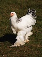 The Largest Chicken Breeds: 12 Huge Chickens! - Mranimal Farm