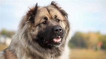 Caucasian Shepherd Dog Breed Complete Guide - A-Z Animals