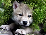 Download Baby Arctic Wolf Arctic wolf pup [1280x969] | 74+ Baby Wolf ...