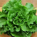 Lettuce – Dark Green Boston – SPS Idaho Inc.