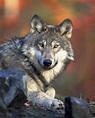 Free photograph; gray, wolf, head, canis, lupus