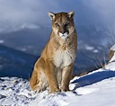 Puma | Fotos de animales salvajes, Grandes felinos, Felino