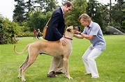 Review: `Marmaduke': Who let this dog out? - The San Diego Union-Tribune