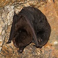 南長翼蝠 Miniopterus pusillus - 香港蝙蝠資訊站