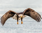Free photo: Bald Eagle Flying - Animal, Bald, Bird - Free Download - Jooinn