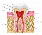 Qual é a anatomia de um dente? - Uniodonto Minas