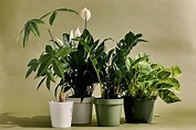 Las mejores y más resistentes plantas de interior - Plantasmanía 🌱 🌱