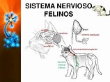sistema nervioso del gato ayuda por favooorrrrrr - Brainly.lat
