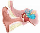 El Oído. Sus partes y Funcionamiento - Audiocentro