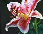 Asiatic Lily Care: When & How to Plant Asiatic Lilies From Bulbs