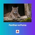 Difference Between Panther and Puma